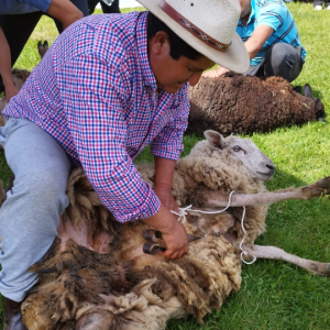 Con éxito finalizó La Doceava Versión del Festival de La Esquila, en Victoria
