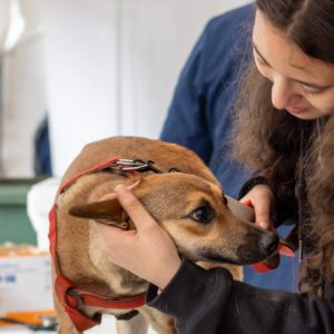 Más de 500 personas participaron el la Expo Pet de Victoria