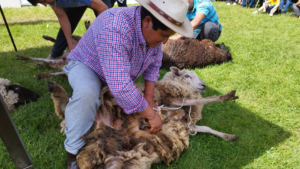 El Festival de la Esquila se celebrará este fin de semana en Las Piedras