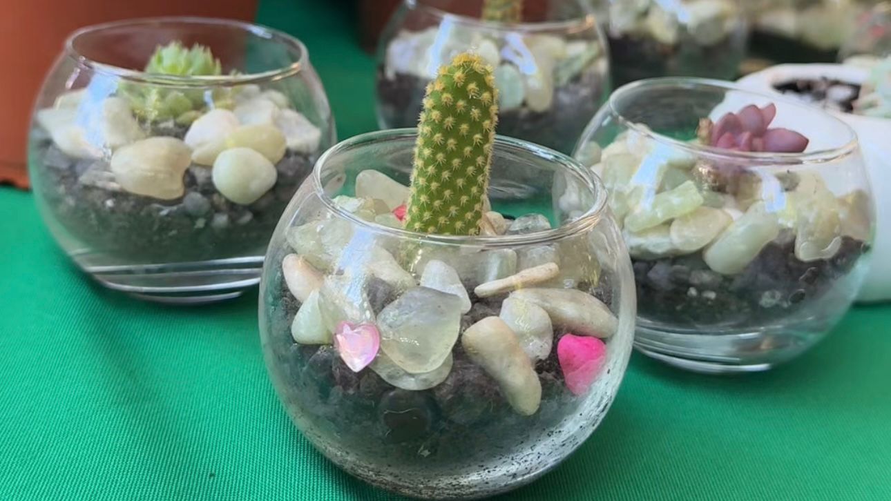 Sexta Versión del Mercado de Plantas y Suculentas se realiza en Victoria