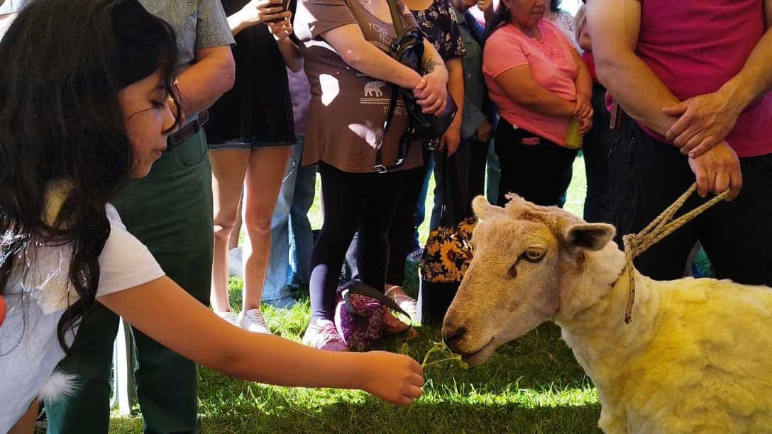 Festival de la Esquila se realiza este fin de semana