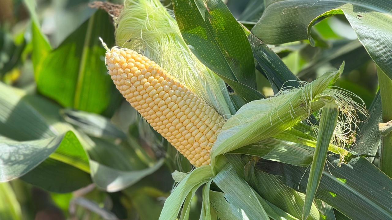 Unidades demostrativas de porotos, puerros y maíz se realizan en Victoria