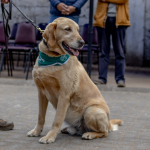Foto web Entrega mascotas – 2