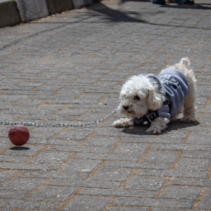 Foto web Entrega mascotas – 4 (1)
