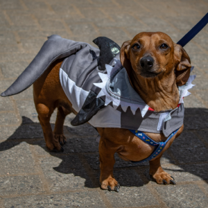 Foto web Entrega mascotas – 5