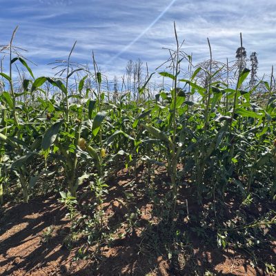 WhatsApp Image 2026-03-02 at 13.10.25-3