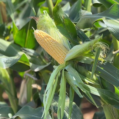 WhatsApp Image 2026-03-02 at 13.10.25